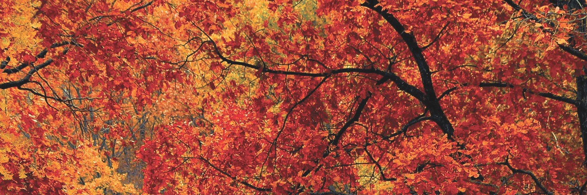 leaves Fall leaves